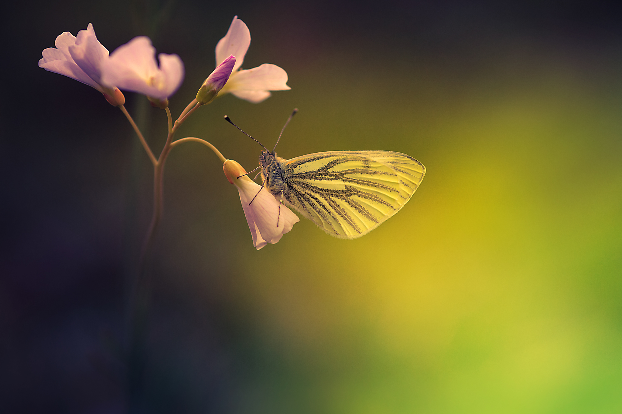 Butterfly Lightbringer Spring