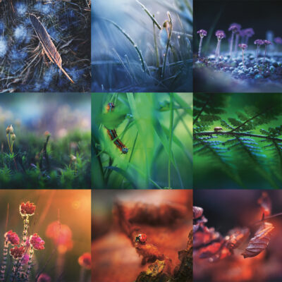 Magical macro photography birthday calendar featuring different plants and animals