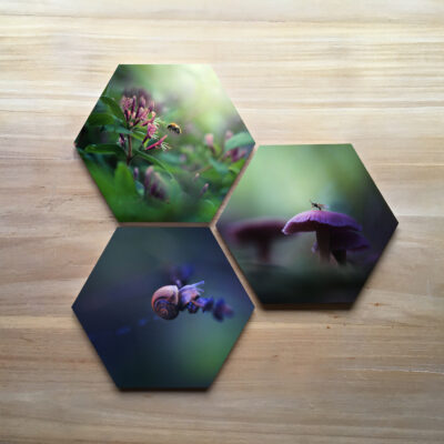 Three hexagons with macro photography featuring tiny creatures