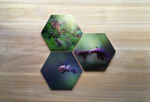 Three hexagons with macro photography featuring tiny creatures