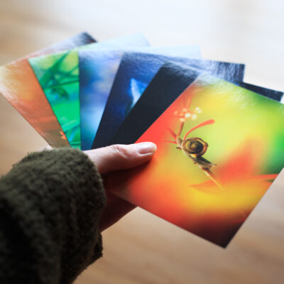 Hand holding six colorful postcards with photography of plants and animals in nature