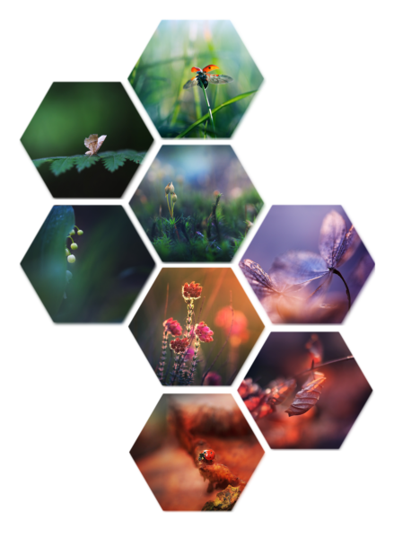hexagons